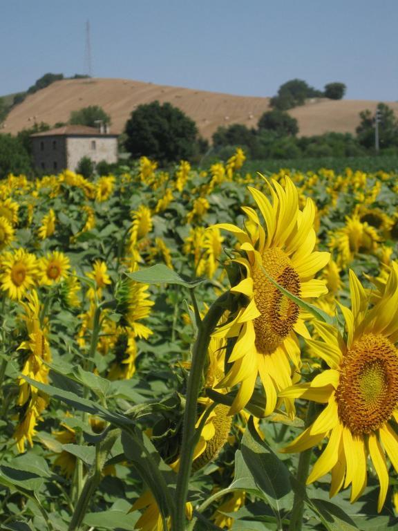 Agriturismo Le Spighe Proceno Kültér fotó